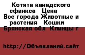 Котята канадского сфинкса › Цена ­ 15 - Все города Животные и растения » Кошки   . Брянская обл.,Клинцы г.